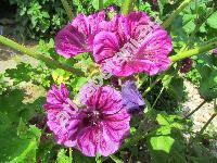 Malva mauritiana L. (Malva sylvestris var. mauritiana (L.) Boiss.)