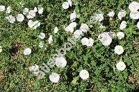 Convolvulus arvensis L.