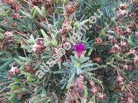 Delosperma cooperi (Hook.) L. Bolus (Mesembryanthemum cooperi Hook. f.)