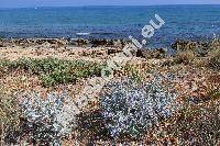 Eryngium maritimum L.