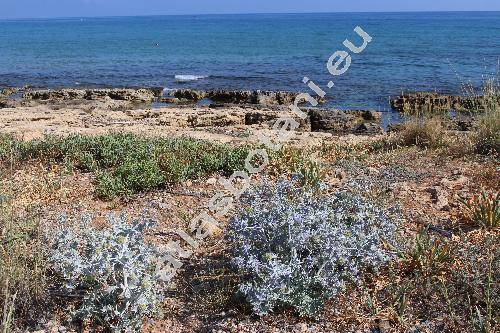 Eryngium maritimum L.