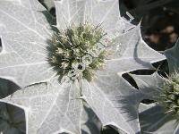 Eryngium maritimum L.