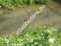 Lythrum salicaria L.