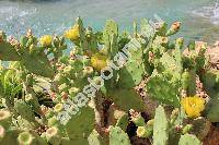 Opuntia stricta (Haw.) Haw. (Opuntia inermis DC., Cactus strictus Haw., Opuntia bentonii Griff.)