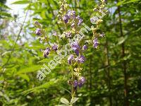 Vitex agnus-castus L.