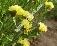 Limonium sinuatum 'Forever Gold' (Statice sinuata L.)