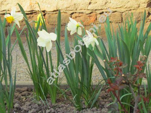 Narcissus 'Mount Hood'