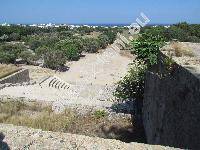 Capparis spinosa L.