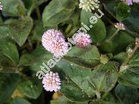 Persicaria capitata (Polygonum capitatum Buch.-Ham.)