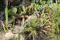 Opuntia microdasys (Opuntia microdasys (Lehm.) Pfeiff.)