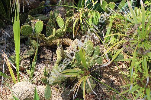 Opuntia microdasys (Opuntia microdasys (Lehm.) Pfeiff.)