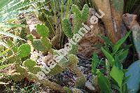 Opuntia microdasys (Opuntia microdasys (Lehm.) Pfeiff.)