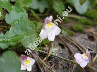 Cymbalaria muralis Gartn. (Linaria cymbalaria (L.) Mill., Antirrhinum hederaceum Lam.)