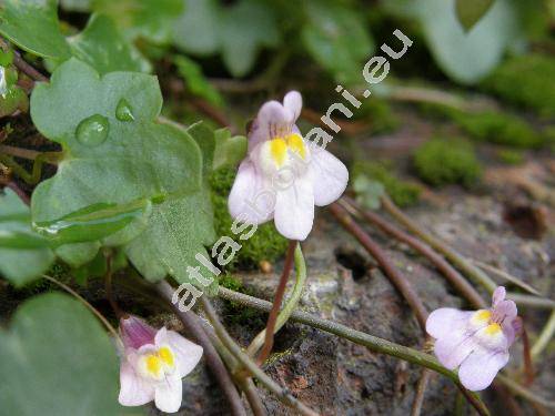 Cymbalaria muralis Gartn. (Linaria cymbalaria (L.) Mill., Antirrhinum hederaceum Lam.)