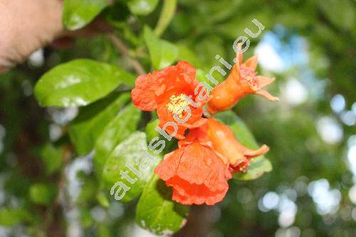 Punica granatum L.