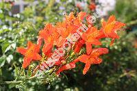 Tecoma capensis (Thunb.) Lindl. (Tecomaria capensis (Thunb.) Spach, Bignonia capensis)