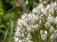 Allium porrum L. (Allium ampeloprasum L. subsp. porrum (L.) Regel, Allium ampeloprasum L. var. porrum (L.) Gay)