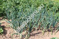 Allium cepa L. (Cepa vulgaris Gars., Allium ascalonicum auct.)