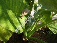 Alocasia macrorrhiza (L.) G. Don (Colocasia, Alocasia macrorrhizos (L.) Don, Arum macrorrhizon L.)