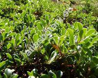 Arctostaphylos uva-ursi (L.) Spreng. (Arbutus uva-ursi L.)