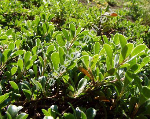 Arctostaphylos uva-ursi (L.) Spreng. (Arbutus uva-ursi L.)