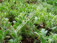 Arctostaphylos uva-ursi (L.) Spreng. (Arbutus uva-ursi L.)