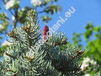 Abies concolor 'Compacta'