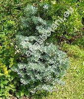 Abies concolor 'Compacta'
