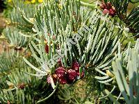 Abies concolor 'Compacta'