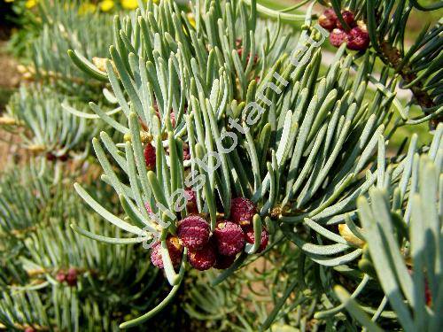 Abies concolor 'Compacta'