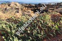 Tribulus terrestris L. (Tribulus orientalis Kern.)