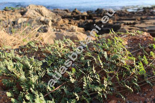 Tribulus terrestris L. (Tribulus orientalis Kern.)
