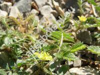 Tribulus terrestris L. (Tribulus orientalis Kern.)