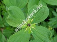Paris quadrifolia L. (Paris obovata Ledeb.)