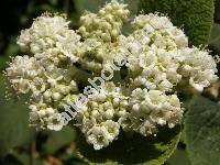 Viburnum lantana L. (Viburnum tomentosum Lam.)