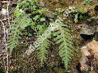 Polypodium vulgare L. (Ctenopteris)