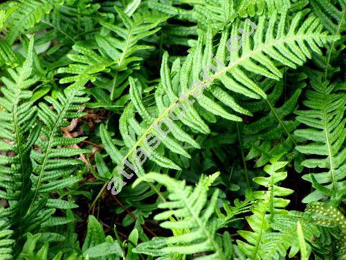 Polypodium vulgare L. (Ctenopteris)