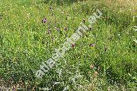 Cirsium canum (L.) All. (Carduus canus L., Cnicus canus (L.) Roth, Cirsium pratense)