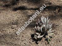 Kalanchoe tomentosa (Kalanchoe tomentosa Pek.)