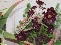 Aeonium arboreum 'Black' (Aeonium arboreum 'Atropurpureum')