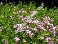 Gypsophila repens L.