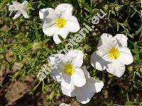 Nierembergia hippomanica Miers 'Mont Blanc'