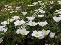 Nierembergia hippomanica Miers 'Mont Blanc'