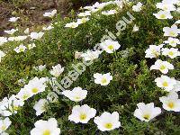Nierembergia hippomanica Miers 'Mont Blanc'