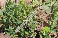Vicia faba L. (Faba vulgaris Moench, Faba sativa Bernh.)