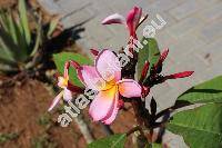 Plumeria rubra L. (Plumeria acuminata, Plumeria angustifolia DC.)