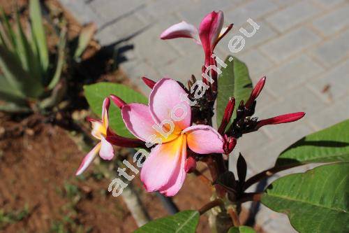 Plumeria rubra L. (Plumeria acuminata, Plumeria angustifolia DC.)