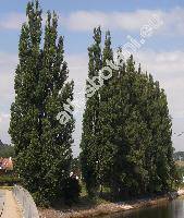 Populus nigra L. 'Italica' (Populus nigra var. italica, Populus pyramidalis Roz., Populus italica (Duroi) Moench)