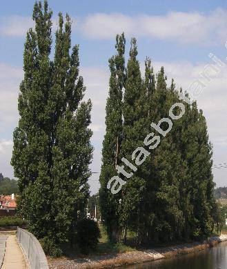 Populus nigra L. 'Italica' (Populus nigra var. italica, Populus pyramidalis Roz., Populus italica (Duroi) Moench)