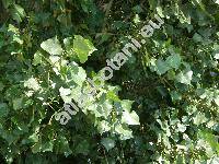 Populus nigra L. 'Italica' (Populus nigra var. italica, Populus pyramidalis Roz., Populus italica (Duroi) Moench)